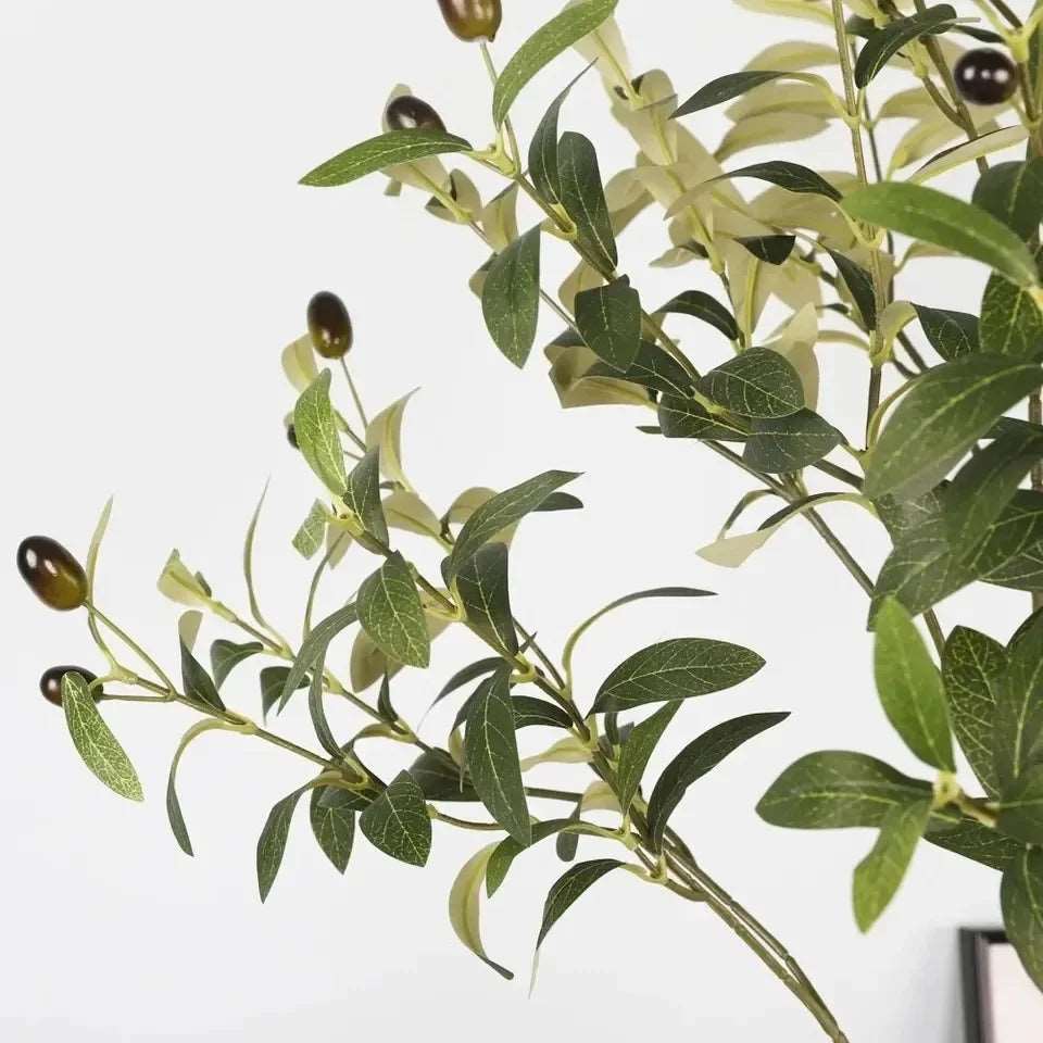 Olive  plant