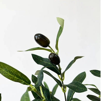 Olive  plant