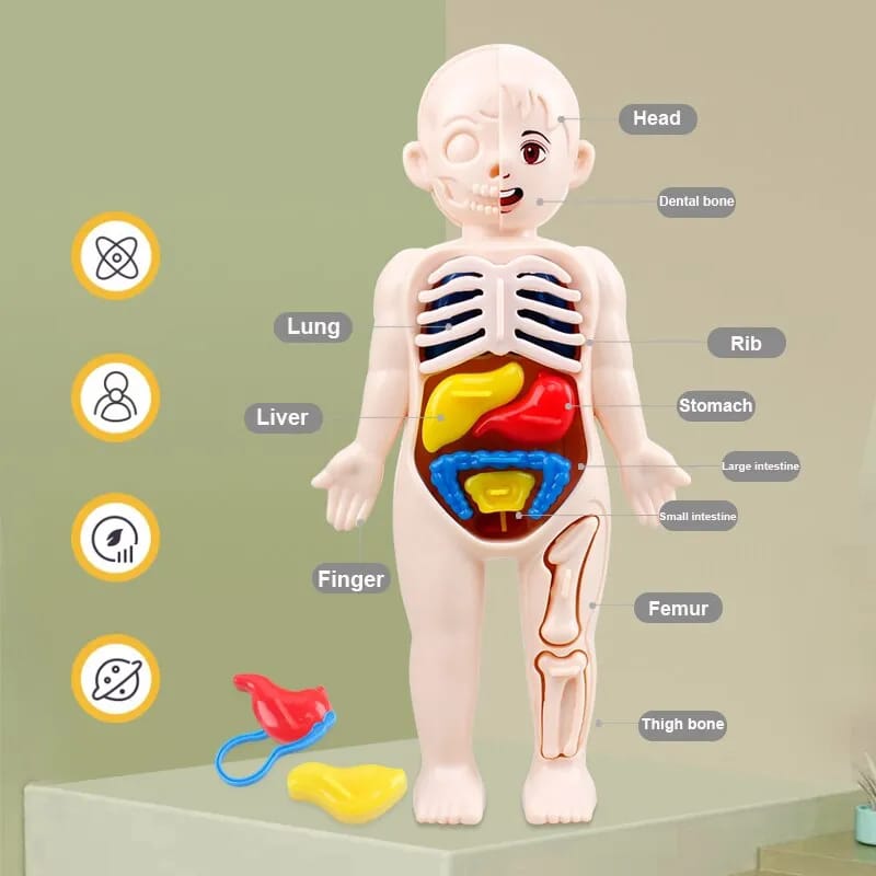 DIY Assemble Human Organ Model