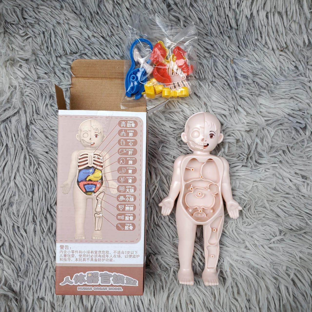 DIY Assemble Human Organ Model